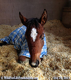 Orphan baby foal saved from brink of death